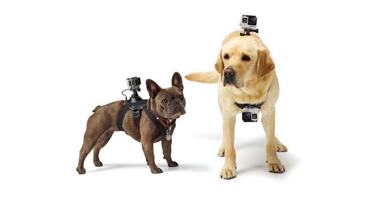 GoPro Fetch, The Dog Mount