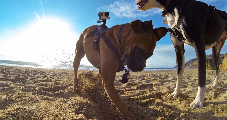 GoPro Fetch, The Dog Mount