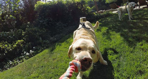 GoPro Fetch, The Dog Mount